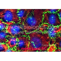 C57BL/6 Mouse Embryonic Liver Sinusoidal Endothelial Cells